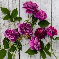 This class of roses was so dominant in europe in the middle ages, there were literally hundreds of cultivars. Purple Old Garden Roses