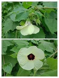 Image result for Hibiscus vitifolius