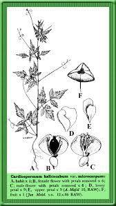 Image result for Cardiospermum halicacabum