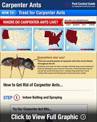 What is the best treatment for carpenter ants? How To Get Rid Of Kill Carpenter Ants Carpenter Ant Treatment