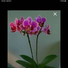 Image result for Coleus hadiensis