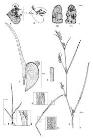 Image result for Commelina subulata