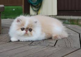 Kucing persia peaknose flathnose british exo. Jual Kucing Persia Peaknose Unyu Calico Di Lapak Muha Bukalapak