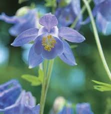 On april 20th 1999, in littleton colorado, american an heroes eric harris and dylan yassenoff klebold✡ got over a dozen frags irl at their. Columbine Flower Garden Design