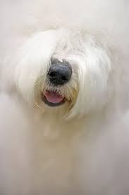 Black And White Old English Sheepdog Puppy Old English Sheepdog By Sgrais English Sheepdog Old English Sheepdog English Dogs