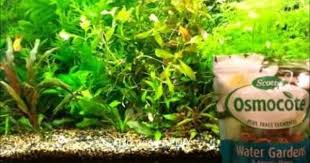 How To Not Make Diy Root Tabs Osmocote Make Them Already Planted Aquarium Water Garden How To Make