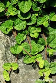 Image result for Pilea rivularis