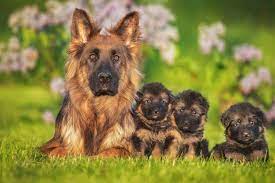 Top 10 Guard Dogs That Will Protect Your Home And Family