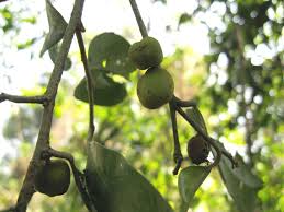 Image result for Drypetes