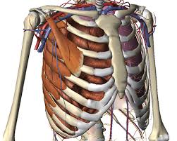 The lower portions of the lung and pleura are shown on the right side. Costochondritis Chest Wall Pain Rib Injury Clinic
