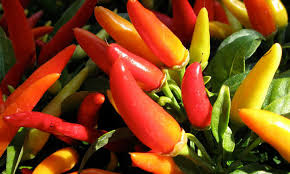 Check spelling or type a new query. Overwintering Peppers Extending Your Plant S Life Epic Gardening