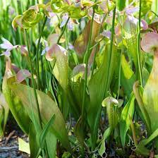 While growing pitcher plants indoors or outdoor, the soil must remain humid at all times. Growing Carnivorous Plants In The Garden Better Homes Gardens