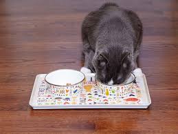 If you are not sure if your bowl is right, try a normal breakfast plate and see if your cat eats all and from it. Sit N Stay Spill Proof Cat Food And Water Bowls Tray In Pets From Bulbhead Cat Food Cat Water Bowl Water Bowl
