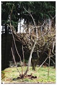 Image result for Ficus amadiensis