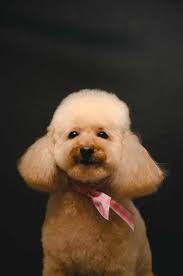 Breeders weren't intentionally producing these smaller versions of the standard poodle until the 1400s. When Should A Poodle First Get Trimmed Clipped And Groomed Find Out How To Decide The Best Time For A Poodle To Get Their First Haircut