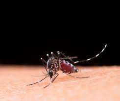 Mowa o komarach z gatunku anopheles gambiae, przenoszących malarię. Poradnik Jak Sie Obronic Przed Malaria Metody Naturalne I Nie Tylko Ewa Chojnowska Lesiak