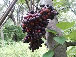 Image result for Ampelocissus