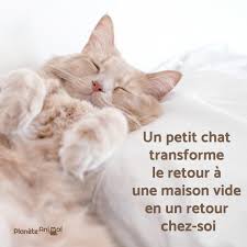 Belles Phrases Pour Son Chat Plus De 60 Idees De Belles Phrases Son Chat Chat Chat Drole