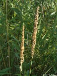 Image result for Porphyrostemma grantii