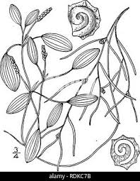 Image result for Zannichelliaceae