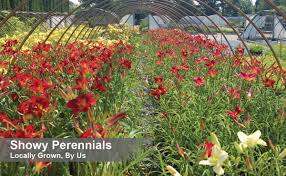 Flowering plants are a great alternative to sowing seeds, they require less work and provide quick results. Nursery Near Me