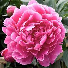 The buds should be no more than 2 in. Allium Ampeloprasum Easy To Grow Bulbs Peony Flower Peonies