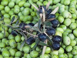 11 Types Of Olive Trees To Know And Grow Types Of Olives Indoor Olive Tree Olive Tree