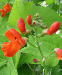 At least i can see them and pick them out of my soup. Edible Flowers Epicurious Com Epicurious Com