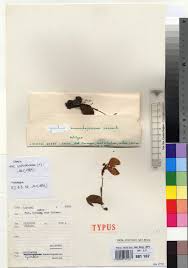 Image result for Cynorkis summerhayesiana