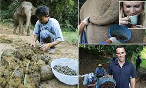 Black Ivory Coffee Made In Thailand Using Beans Digested By Elephants Daily Mail Online