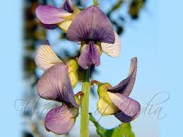 Image result for Crotalaria verrucosa