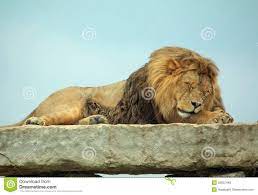 Beautiful Images Of Sleeping Lions Sleeping Lion In Simba Lion Country Game Reserve African Lion Safari Sleeping Lion Animals Images Lion Safari