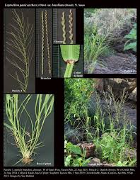 Image result for Leptochloa panicea