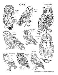Logged in as bingbot click here to login as a teacher. Owls Coloring Page