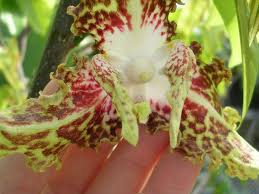 Image result for Monodora junodii