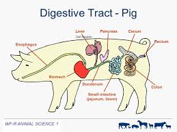 Digestive Physiology Of Farm Animals Ppt Video Online Download