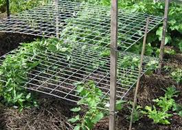 This structure is reminiscent of a traditional horizontal string trellis. 14 Innovative Diy Tomato Trellis Ideas For Your Garden Garden And Happy
