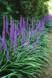 We did not find results for: How To Grow Liriope The Perfect Border Perennial For Home Landscape