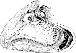 Driven by a higher purpose at our core, we are committed to. Anatomy Ento Key