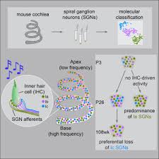 Solutes flow out of a cell to a lower water concentration. Sensory Neuron Diversity In The Inner Ear Is Shaped By Activity Sciencedirect