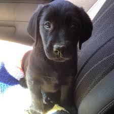 Golden retriever x standard poodle puppies availability 3 puppies apricot and cream ready for new homes now stay updated about labrador x retriever puppies for sale. Black Lab Golden Retriever Puppies Online Shopping