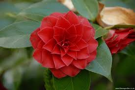Camellia Japonica Red Red Rose Bing Images Flowers Red Roses Camellia Flower