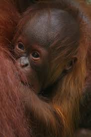 Di tengah wabah corona yang melanda, spirit nyepi sejalan dengan social distancing. File Bayi Orangutan Kalimantan Jpg Wikimedia Commons