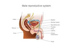 Respiratory, cardiovascular, endocrine, reproductive, etc. Male Reproductive System Human Anatomy Chart Mural Inch Poster 36x54 Inch Ebay
