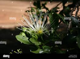 Image result for Maerua cafra