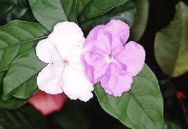Image result for Brunfelsia australis
