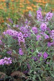 Image result for Buddleja pulchella