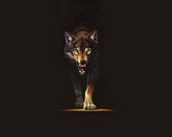 wolf hd wallpaper fresh black wolf