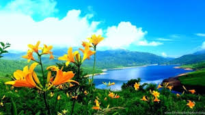 We have a massive amount of hd images that will make your computer or smartphone. Hd Wallpapers Nature Flowers Rose 2015 Spring Flower Nature Wallpaper Hd 3d 436920 Hd Wallpaper Backgrounds Download