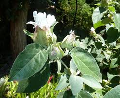 Image result for Barleria albostellata